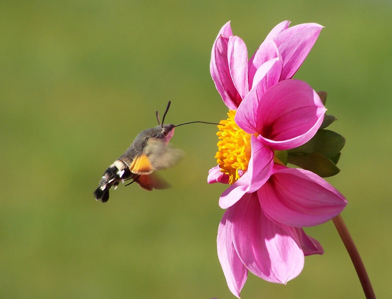 HummingbirdHawkMoth